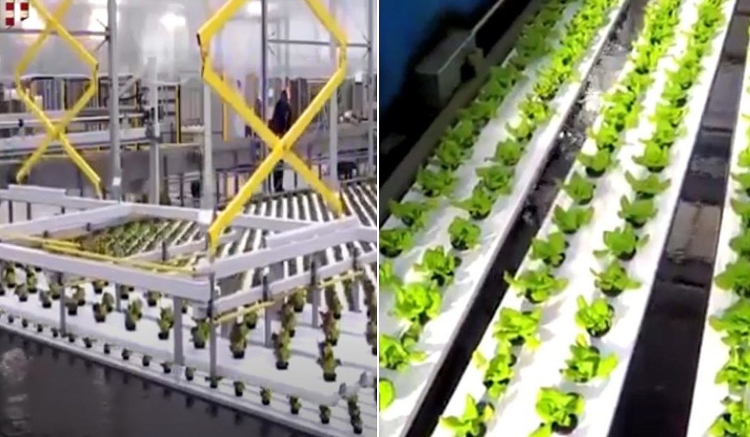 This indoor hydroponic lettuce farming will offer you a glimpse of what the future will look like